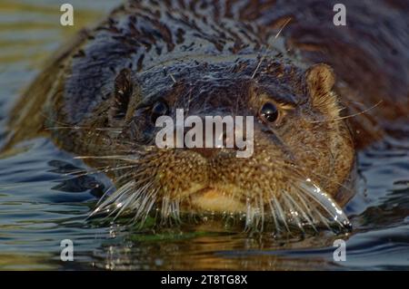 Loutre eurasienne (Lutra lutra) immature dans l'eau avec une fourrure humide. Banque D'Images