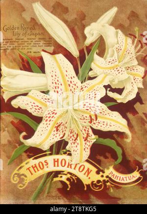 Thomas Horton Ltd : Thos. Horton Pahiatua. Lys doré du Japon. C M Banks Ltd, Wellington, Nouvelle-Zélande vers 1905, montre deux fleurs ouvertes de lys doré, blanc avec des taches rouges, côtes jaunes Banque D'Images