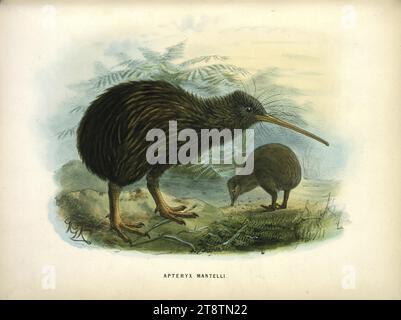 Keulemans, John Gerrard, 1842-1912, Apteryx Mantelli North Island Kiwi Londres, 1873, Une paire de kiwi, avec des fougères derrière. L'oiseau le plus proche est de côté, sa tête pointant vers la droite ; l'oiseau le plus éloigné a son bec plongé dans le sol Banque D'Images