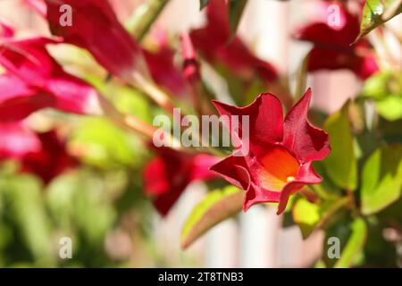 Foyer sélectif d'Adenium obesum, plus communément connu sous le nom de fleur rose du désert dans le jardin ensoleillé Banque D'Images