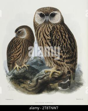 Keulemans, John Gerrard, 1842-1912, Sceloglaux albifacies. J. G. Keulemans del. Mintern Bros Imp. Londres, 1876, deux hiboux riants de Nouvelle-Zélande perchés sur des bûches, l'un faisant face, l'autre de profil Banque D'Images