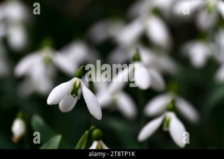 Galanthus plicatus John long,hybride galanthus ; gouttes de neige hybrides ; hybrides ; goutte de neige ; gouttes de neige; printemps ; fleur ; fleurs ; RM Floral Banque D'Images
