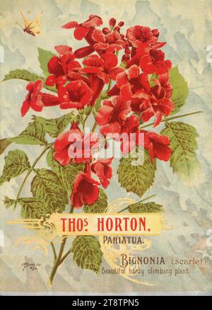 Thomas Horton Ltd : Thos. Horton Pahiatua. Bignonia (écarlate). C M Banks Ltd, Wellington, Nouvelle-Zélande vers 1905, montre une branche de bignonia écarlate (également connue sous le nom de Pandorea) en fleur Banque D'Images