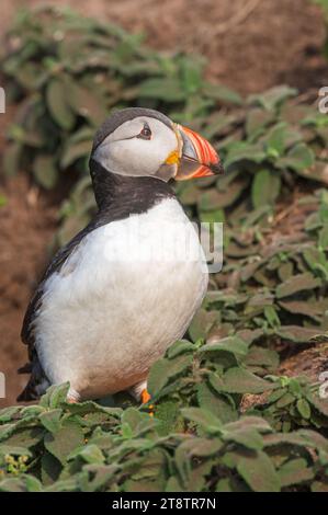 Macareux debout dans leur colonie sur l'île de Skomer, Pembrokeshire, pays de Galles Banque D'Images