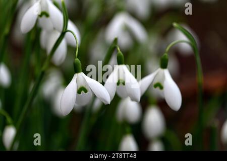 galanthus nivalis aimant, chute de neige, gouttes de neige, printemps, fleur, fleurs, RM Floral Banque D'Images