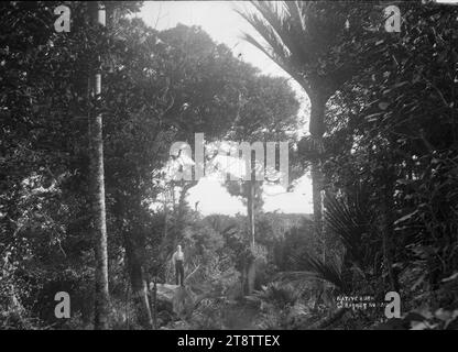 Bush indigène sur l'île de la Grande Barrière, vue du Bush, y compris les palmiers nikau poussant à l'intérieur de l'île de la Grande Barrière. Un homme avec une longue barbe blanche se tient debout sur un tronc d'arbre abattu au premier plan du milieu. au début des années 1900 Banque D'Images