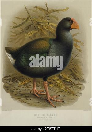 Keulemans, John Gerrard, 1842-1912, Moho ou Takahe - Notornis Mantelli. / J. G. Keulemans delt. & lith. Planche XXXII 1888, montre le grand oiseau de Nouvelle-Zélande sans vol, le takahe, vu de côté, parmi les fougères Banque D'Images