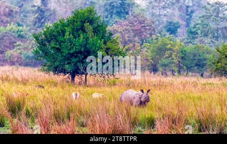 Un grand rhinocéros indien se nourrissant dans une prairie à l'intérieur du sanctuaire de faune de Pobitora à Assam, en Inde. Banque D'Images