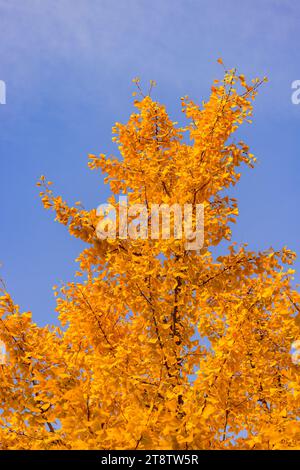 Feuilles orange jaune vif d'un arbre en automne contre le ciel bleu Banque D'Images