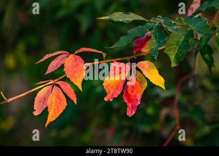 Différentes feuilles colorées coupent un haie en automne Banque D'Images