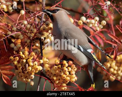 Waxwings de Bohême (Bombycilla garrulus) dans les Highlands écossais Banque D'Images