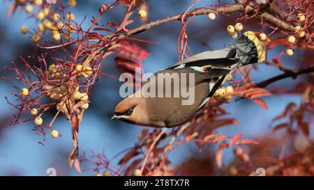 Waxwings de Bohême (Bombycilla garrulus) dans les Highlands écossais Banque D'Images