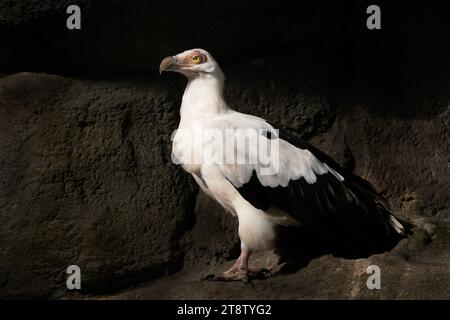 Vautour de la noix de palmier - Gypohierax angolensis, bel oiseau de proie noir et blanc des bois africains et des savanes, Ouganda. Banque D'Images