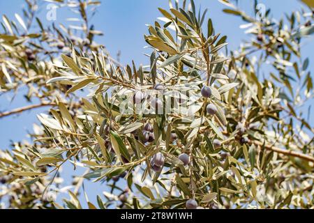 Les olives noires mûrissent sur les branches d'un arbre parmi les feuilles vertes Banque D'Images