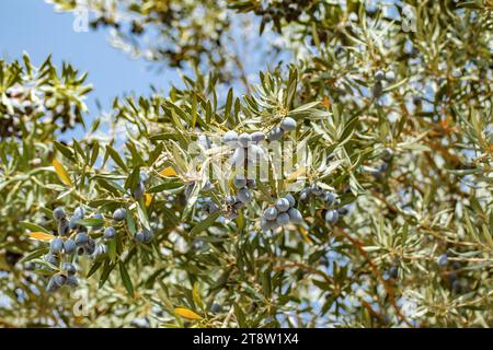 Olives noires mûrissent sur les branches d'arbre parmi les feuilles vertes, olive européenne Banque D'Images