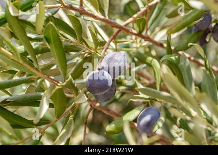 Olives noires gros plan, deux morceaux, mûrissent sur les branches d'un arbre parmi les feuilles vertes Banque D'Images