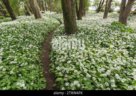 Ramsons Allium ursinum, tapis tout le sol boisé avec leurs fleurs parfumées à l'ail blanc de chaque côté d'un sentier étroit, Co Durham, mai Banque D'Images