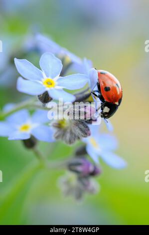 7-Spot Ladybird Coccinella 7-punctata, sur Forget-Me-Not dans le jardin, avril Banque D'Images