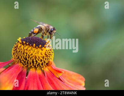 Abeille à miel Apis mellifera, sur le dessus de fleur d'Helenium avec un panier à pollen plein, nettoyage de sa langue avec pattes avant, bordure de jardin, août, Banque D'Images