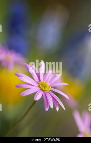 Les fleurs roses comme les fleurs avec Muscari bleu dans la bordure de jardin de printemps, apportent le pollen précoce aux insectes Banque D'Images