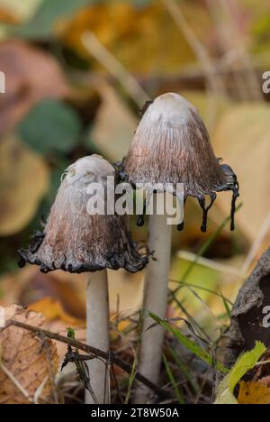 Shaggy Ink caps Coprinus comatus, sur sol boisé après la pluie, novembre Banque D'Images