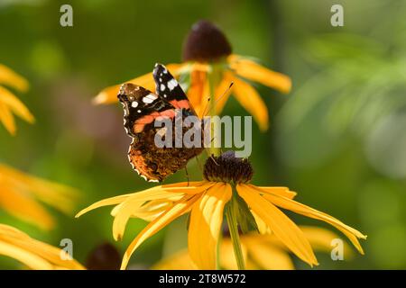 Amiral rouge Vanessa atalanta, se nourrissant d'une fleur de Rudbeckia, jardin, comté de Durham, septembre Banque D'Images