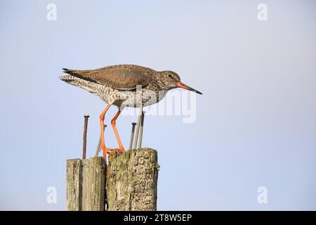 Redshank, Tringa totanus, adulte en plumage d'été, Norfolk, royaume-uni Banque D'Images