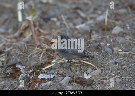 Redstart noir, Phoenicurus ochruros, juvénile, Pyrénées, nord de l'Espagne Banque D'Images