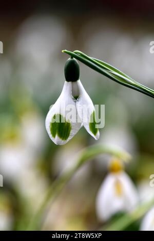 Galanthus morceaux de huit, vicroissant hybride chute de neige, marques vertes, vicroissant, chute de neige, gouttes de neige, printemps, fleur, fleurs, trouvé par le galantophile Veronica C. Banque D'Images