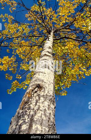 Aspen (Populus tremula) en automne, Speyside, parc national de Cairngorms, Écosse, octobre 1997 Banque D'Images