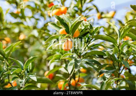 Les kumquats poussent et mûrissent sur les branches de l'arbre parmi les feuilles vertes. Banque D'Images