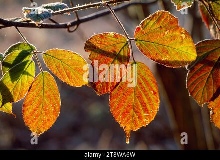 Bramble / mûre (Rubus fruticosus) feuilles givrées, Berwickshire, Écosse, janvier 1999 Banque D'Images