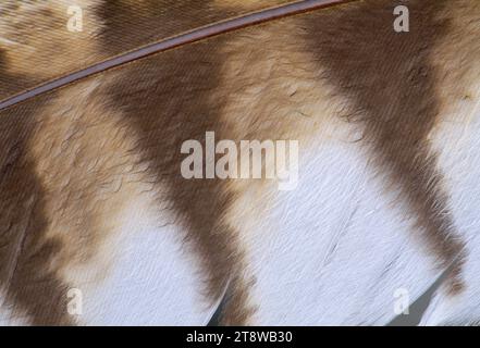 Tawny Owl (Strix aluco) gros plan d'une plume d'aile primaire montrant une surface duveteuse pour réduire le bruit en vol, Berwickshire, Scottish Borders, Écosse Banque D'Images