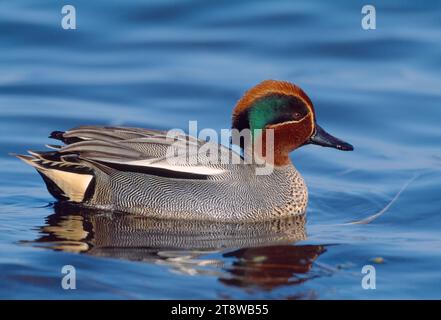 Sarcelle (Anas crecca) mâle, drake, photographié en hiver à la réserve naturelle nationale de Lindisfarne, Northumberland, Angleterre, février 2004 Banque D'Images