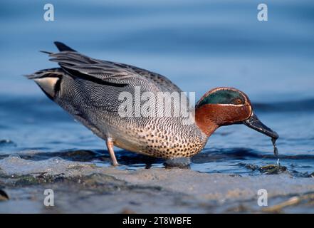 Mâle sarcelle (Anas crecca) se nourrissant à la ligne de flottaison par une marée basse, réserve naturelle nationale de Lindisfarne, Northumberland, Angleterre, février 2002 Banque D'Images