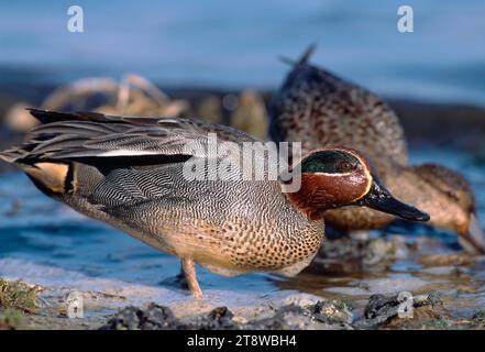 Sarcelle (Anas crecca) mâle debout avec une femelle barbotant en arrière-plan à la ligne de flottaison sur une marée descendante, Lindisfarne NNR, Northumberland, Angleterre Banque D'Images