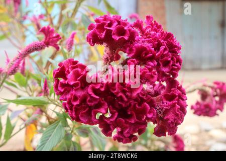 Celosia argentea var. Cristata (anciennement Celosia cristata), connu sous le nom de cockscomb, est la variété cristata ou crête de l'espèce Celosia argenteas Banque D'Images