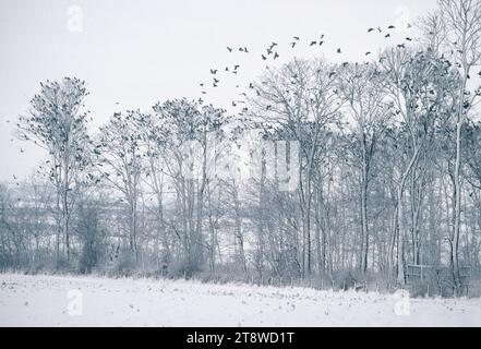 Pigeon voyageur (Columba palumbus) Grand troupeau d'oiseaux rassemblés dans les arbres près des champs arables en hiver, Lindisfarne NNR, Northumberland, Angleterre Banque D'Images