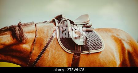 Le cheval de baie porte des équipements sportifs - une selle en cuir, une selle de selle, un étrier et une bride sur une journée ensoleillée d'été contre le ciel. Equitation Banque D'Images
