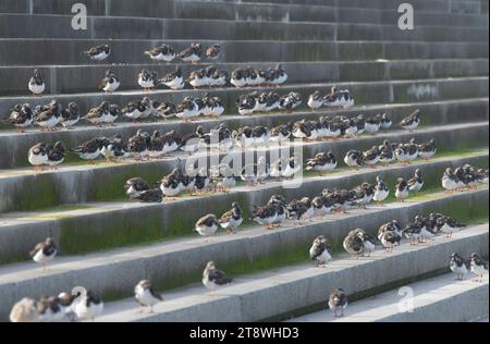 Ruddy turnstone Arenaria interprète, troupeau perché ensemble sur les défenses de la digue à marée haute, Clveland, Angleterre, Royaume-Uni, septembre. Banque D'Images