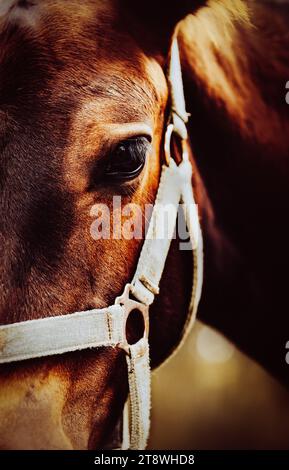 Portrait rapproché d'un poulain de baie sur une ferme. Vie équestre et agriculture. Soin des chevaux. Yeux de cheval. Banque D'Images