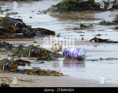 Dunlin Calidris alpina, à la recherche de nourriture sur le bord de la mer avec des canettes de boissons lavées et des algues, Cleveland, Angleterre, Royaume-Uni, septembre. Banque D'Images