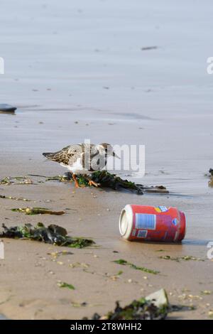 Ruddy turnstone Arenaria interprète, se nourrissant sur le bord de la mer avec des canettes de boissons lavées, Cleveland, Angleterre, Royaume-Uni, septembre. Banque D'Images