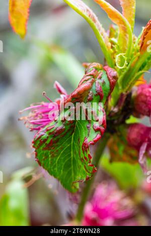 Boucle de feuilles de pêche. Maladie fongique de l'arbre de pêches. Taphrina deformans. Maladie de champignon d'arbre de pêche. Mise au point sélective. Sujet - maladies et ravageurs des fruits t Banque D'Images