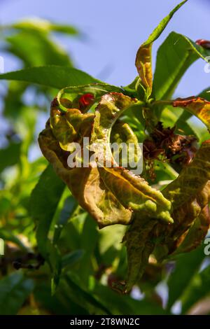 Feuilles malades sur le pêcheur. Taphrina deformans. Banque D'Images