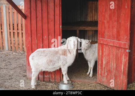 Beau couple de deux chèvres debout dans un abri en bois. drôle confortable doux adorable chèvres tendres, l'une appuyée sur l'autre, portrait de la faune en plein air de Banque D'Images