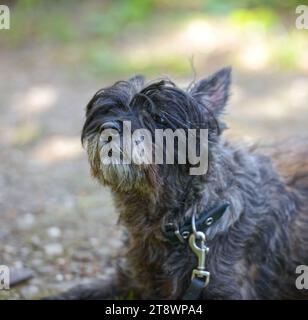 Gros plan portrait d'animal de compagnie de chien de race Cairn Terrier avec fourrure shaggy de couleur sombre. Banque D'Images