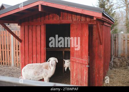 Beau couple de deux chèvres debout dans un abri en bois. drôle confortable doux adorable chèvres tendres, l'une appuyée sur l'autre, portrait de la faune en plein air de Banque D'Images