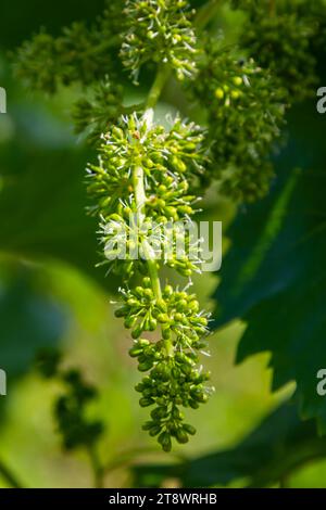 bourgeons floraux et feuilles de pousses vigne printemps, fond de nature agricole. Banque D'Images