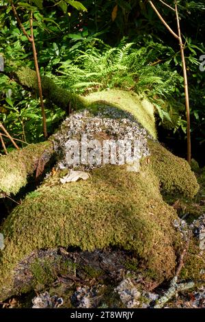 Champignon non identifié poussant sur un tronc d'arbre couvert de mousse tombé dans de vieilles forêts. Côte ouest de l'Écosse Banque D'Images